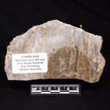 LINELLA AVIS STROMATOLITE, Neoproterozoic, Australia ZLA060