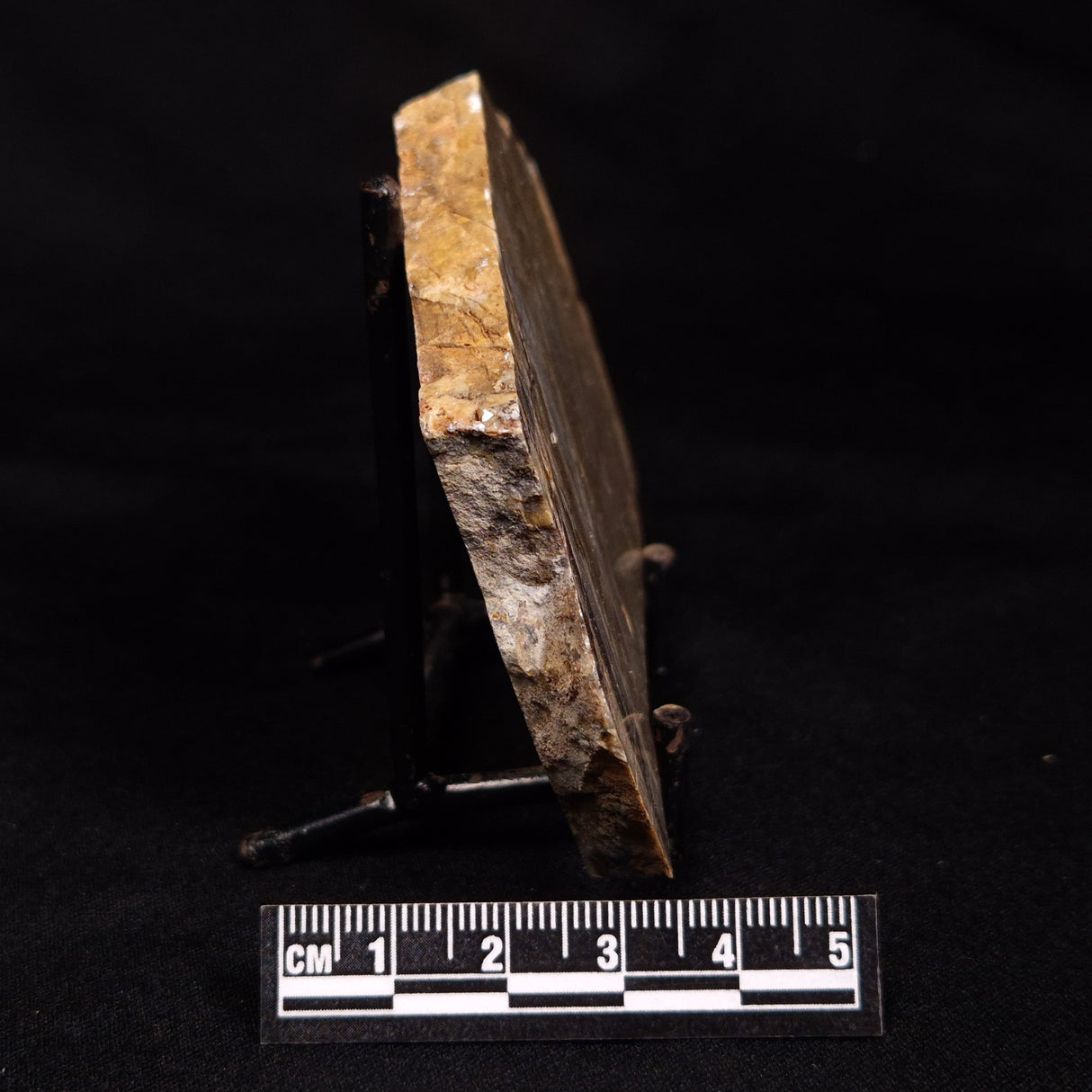 LINELLA AVIS STROMATOLITE, Neoproterozoic, Australia ZLA060