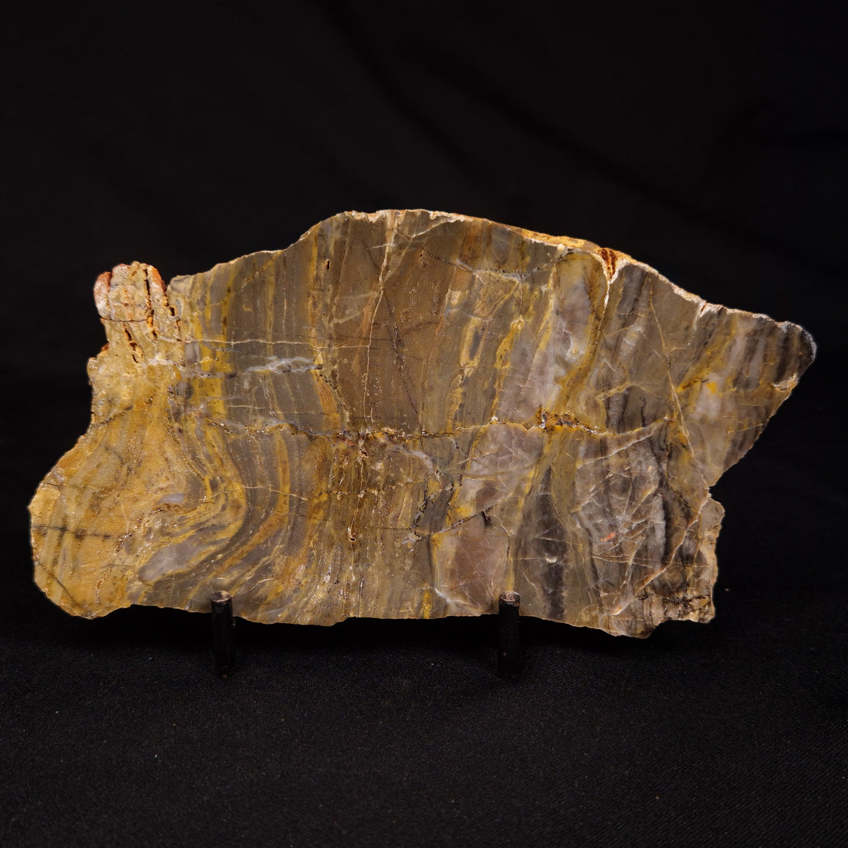 LINELLA AVIS STROMATOLITE, Neoproterozoic, Australia ZLA061