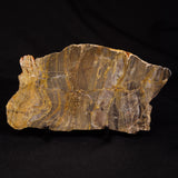 LINELLA AVIS STROMATOLITE, Neoproterozoic, Australia ZLA061