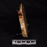 LINELLA AVIS STROMATOLITE, Neoproterozoic, Australia ZLA061