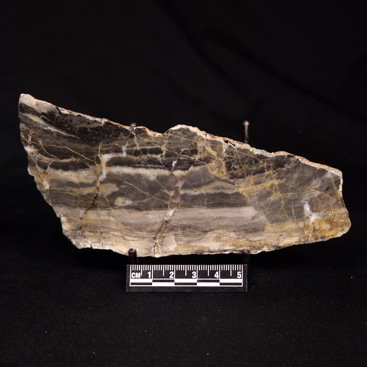 LINELLA AVIS STROMATOLITE, Neoproterozoic, Australia ZLA062