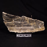 LINELLA AVIS STROMATOLITE, Neoproterozoic, Australia ZLA062
