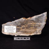 LINELLA AVIS STROMATOLITE, Neoproterozoic, Australia ZLA062