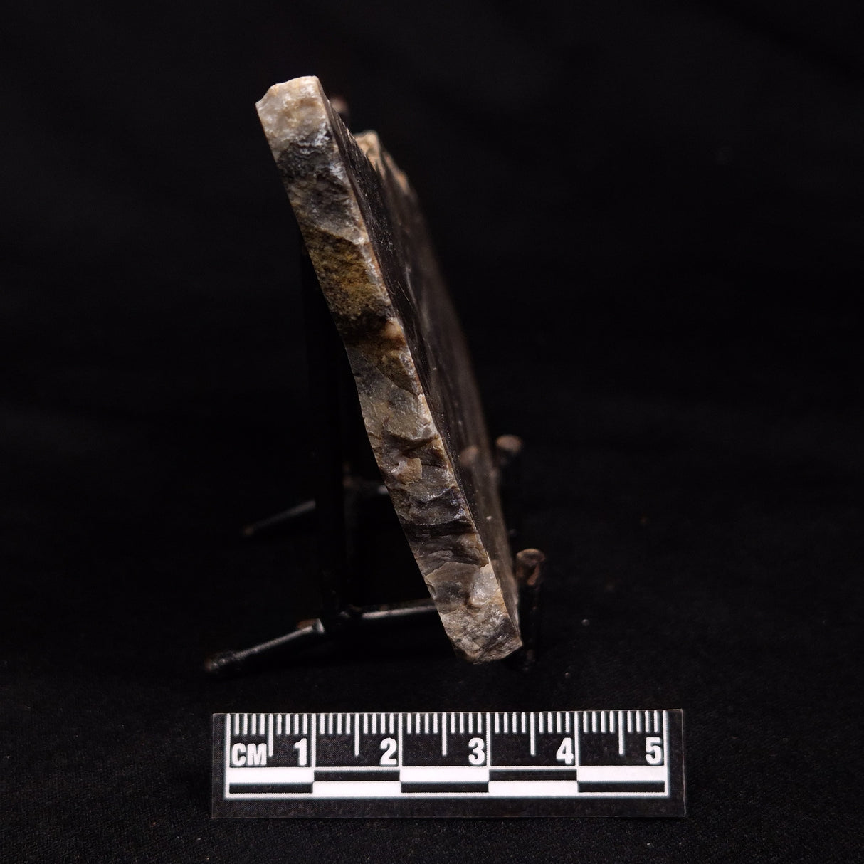 LINELLA AVIS STROMATOLITE, Neoproterozoic, Australia ZLA062