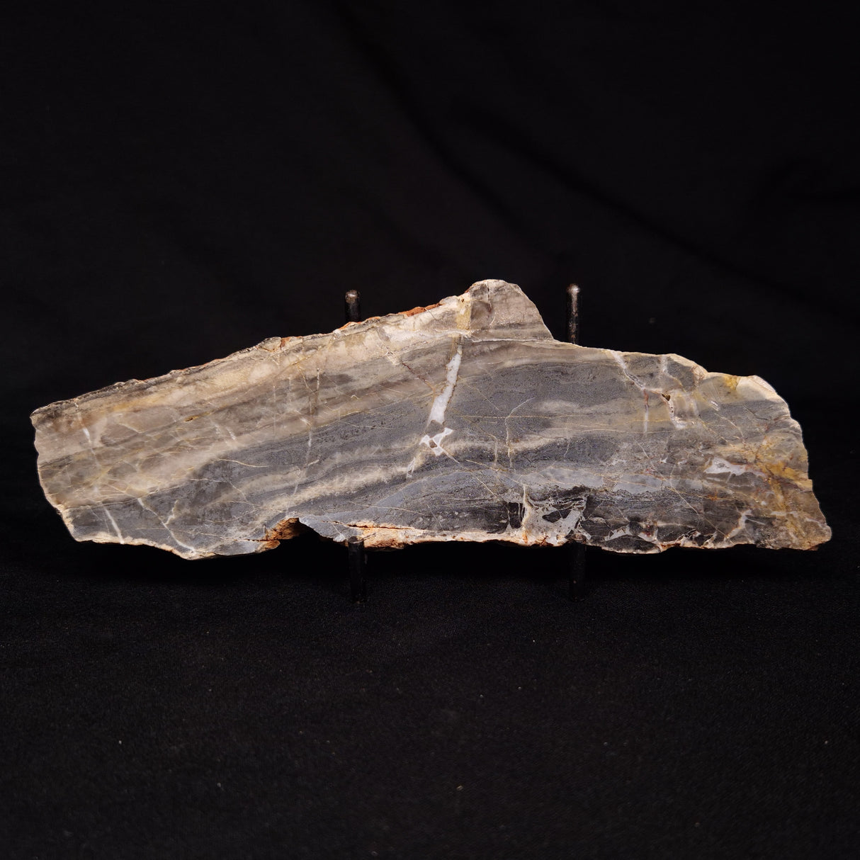 LINELLA AVIS STROMATOLITE, Neoproterozoic, Australia ZLA063
