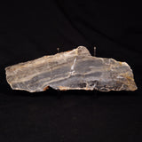 LINELLA AVIS STROMATOLITE, Neoproterozoic, Australia ZLA063