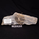 LINELLA AVIS STROMATOLITE, Neoproterozoic, Australia ZLA063