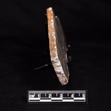 LINELLA AVIS STROMATOLITE, Neoproterozoic, Australia ZLA063