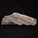 LINELLA AVIS STROMATOLITE, Neoproterozoic, Australia ZLA064