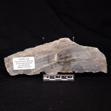 LINELLA AVIS STROMATOLITE, Neoproterozoic, Australia ZLA064
