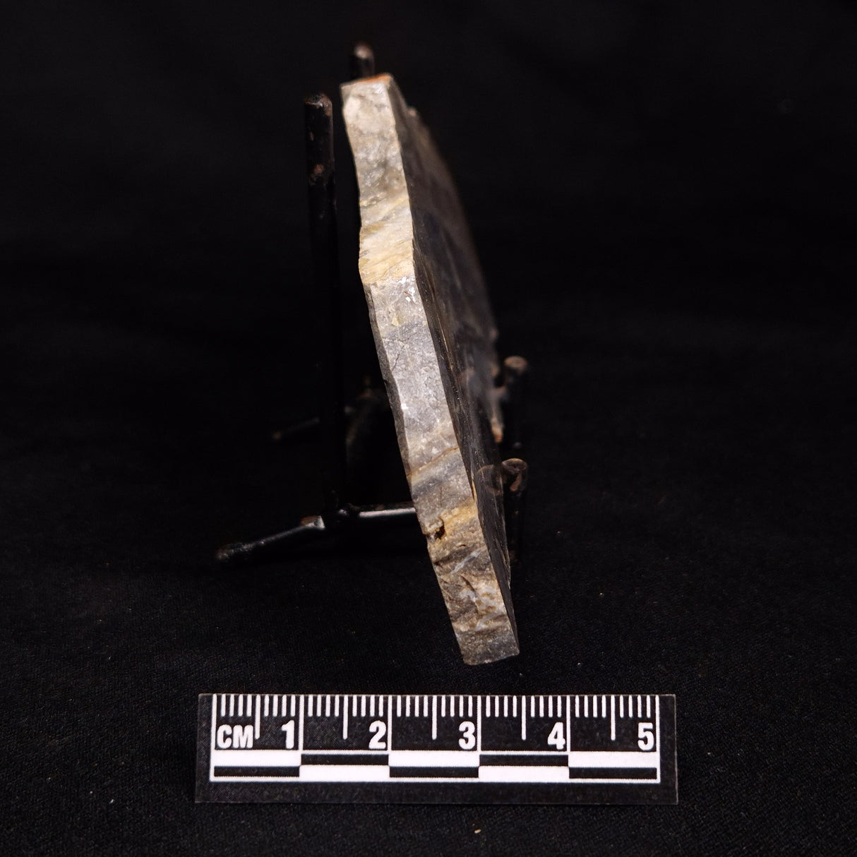LINELLA AVIS STROMATOLITE, Neoproterozoic, Australia ZLA064