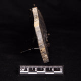 LINELLA AVIS STROMATOLITE, Neoproterozoic, Australia ZLA064