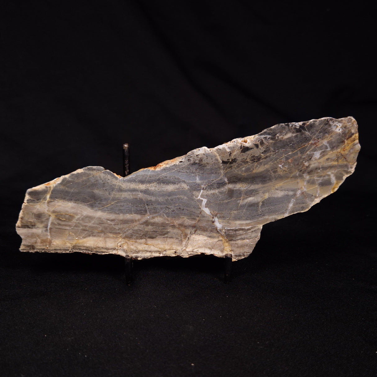 LINELLA AVIS STROMATOLITE, Neoproterozoic, Australia ZLA065