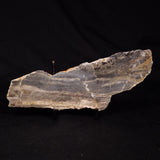 LINELLA AVIS STROMATOLITE, Neoproterozoic, Australia ZLA065