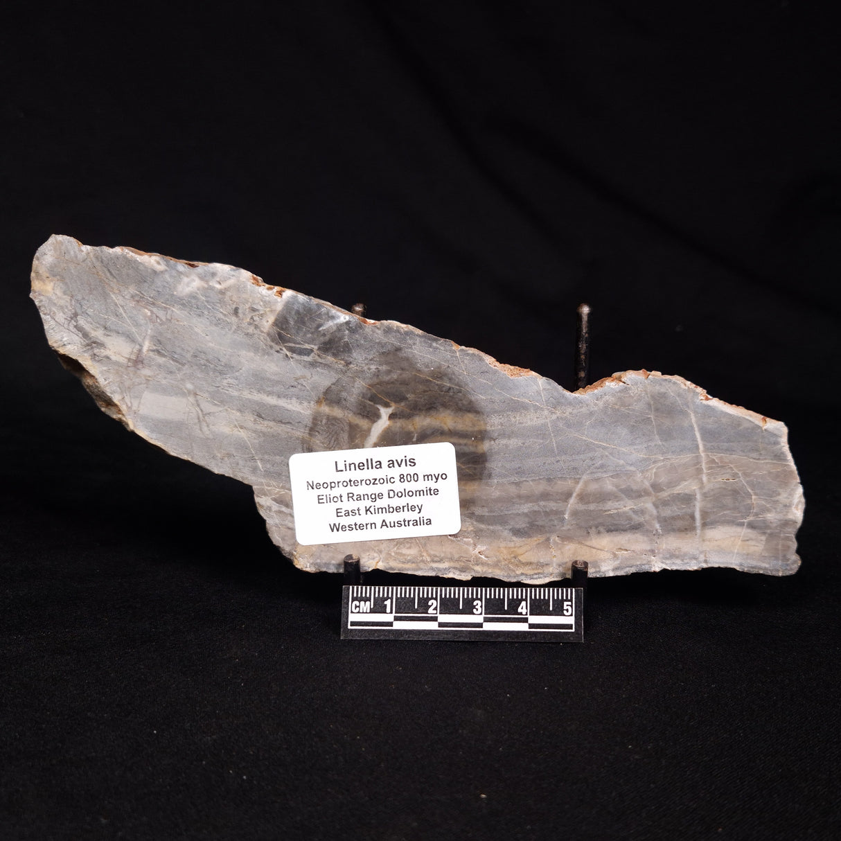 LINELLA AVIS STROMATOLITE, Neoproterozoic, Australia ZLA065