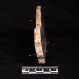LINELLA AVIS STROMATOLITE, Neoproterozoic, Australia ZLA065