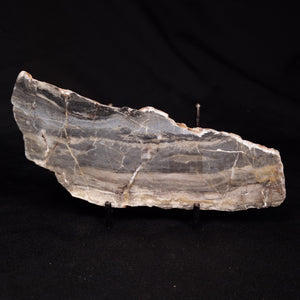 Stromatolite - Australia