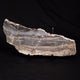 View All Fossils
