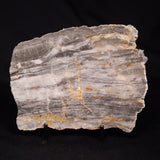 LINELLA AVIS STROMATOLITE, Neoproterozoic, Australia ZLA067