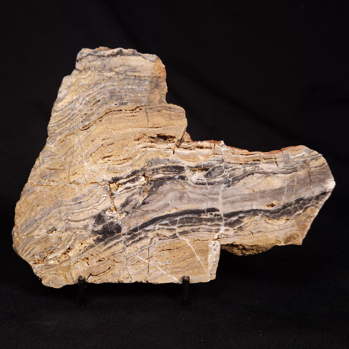 LINELLA AVIS STROMATOLITE, Neoproterozoic, Australia ZLA069