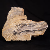 LINELLA AVIS STROMATOLITE, Neoproterozoic, Australia ZLA069