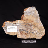 LINELLA AVIS STROMATOLITE, Neoproterozoic, Australia ZLA069
