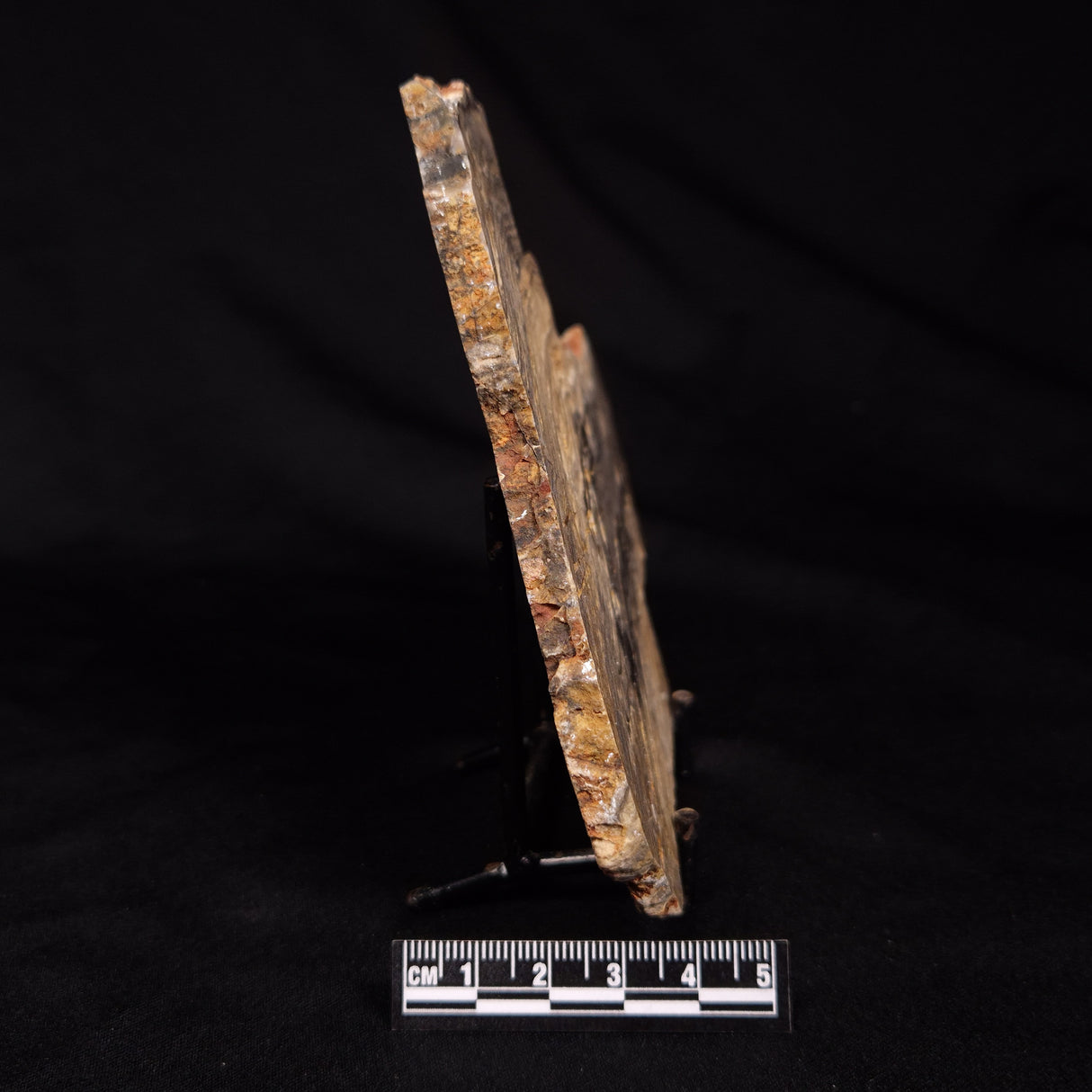 LINELLA AVIS STROMATOLITE, Neoproterozoic, Australia ZLA069