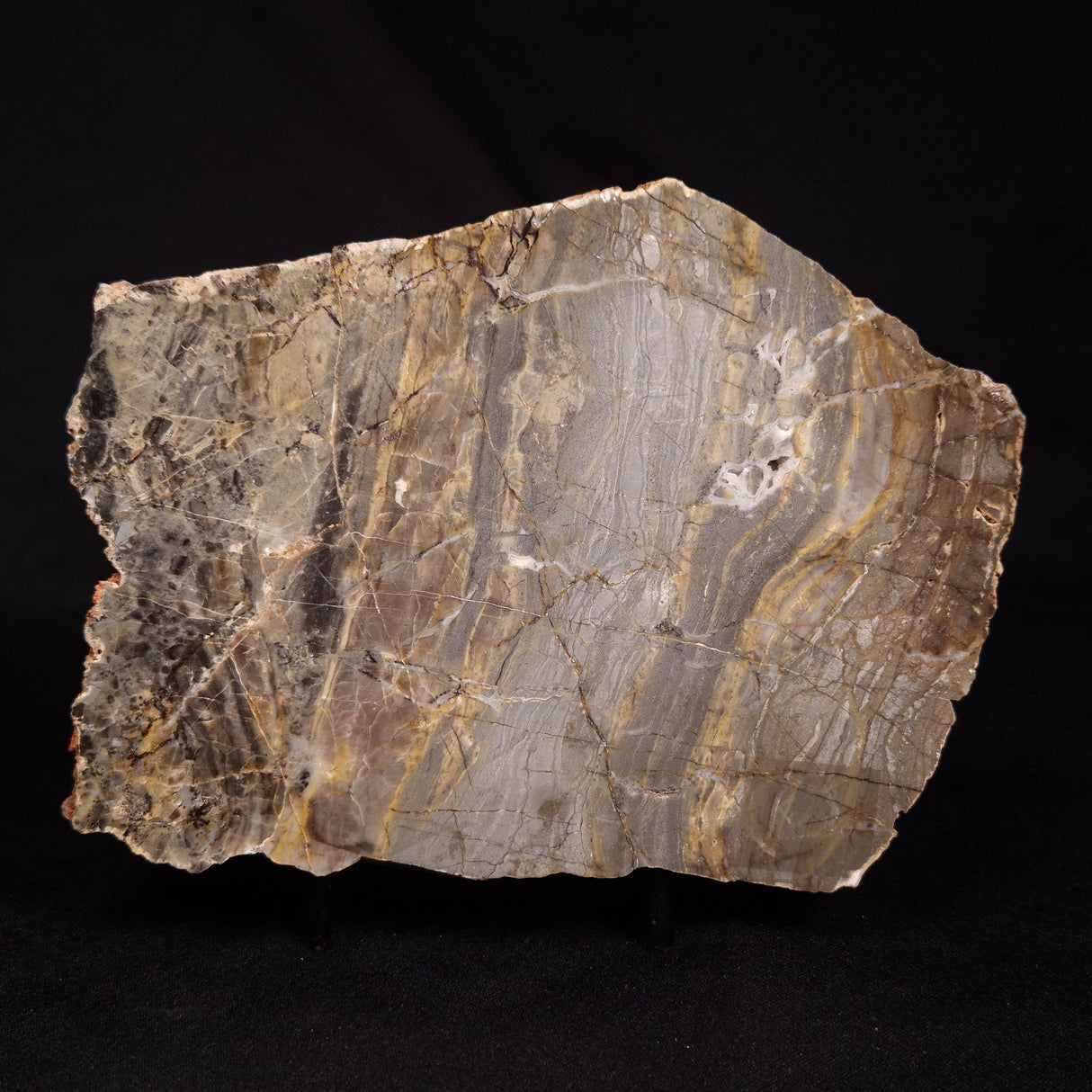 LINELLA AVIS STROMATOLITE, Neoproterozoic, Australia ZLA070