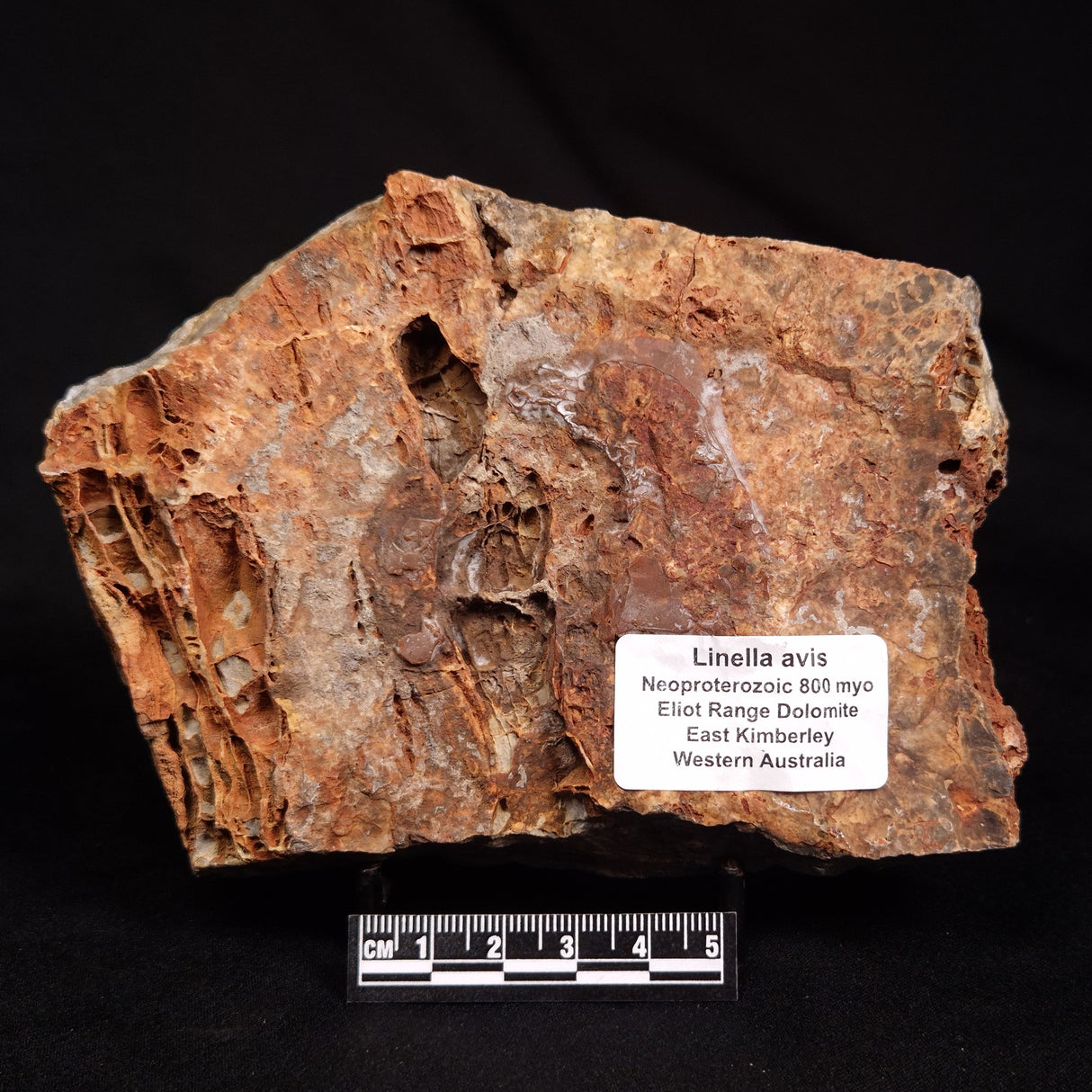 LINELLA AVIS STROMATOLITE, Neoproterozoic, Australia ZLA070