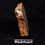 LINELLA AVIS STROMATOLITE, Neoproterozoic, Australia ZLA070