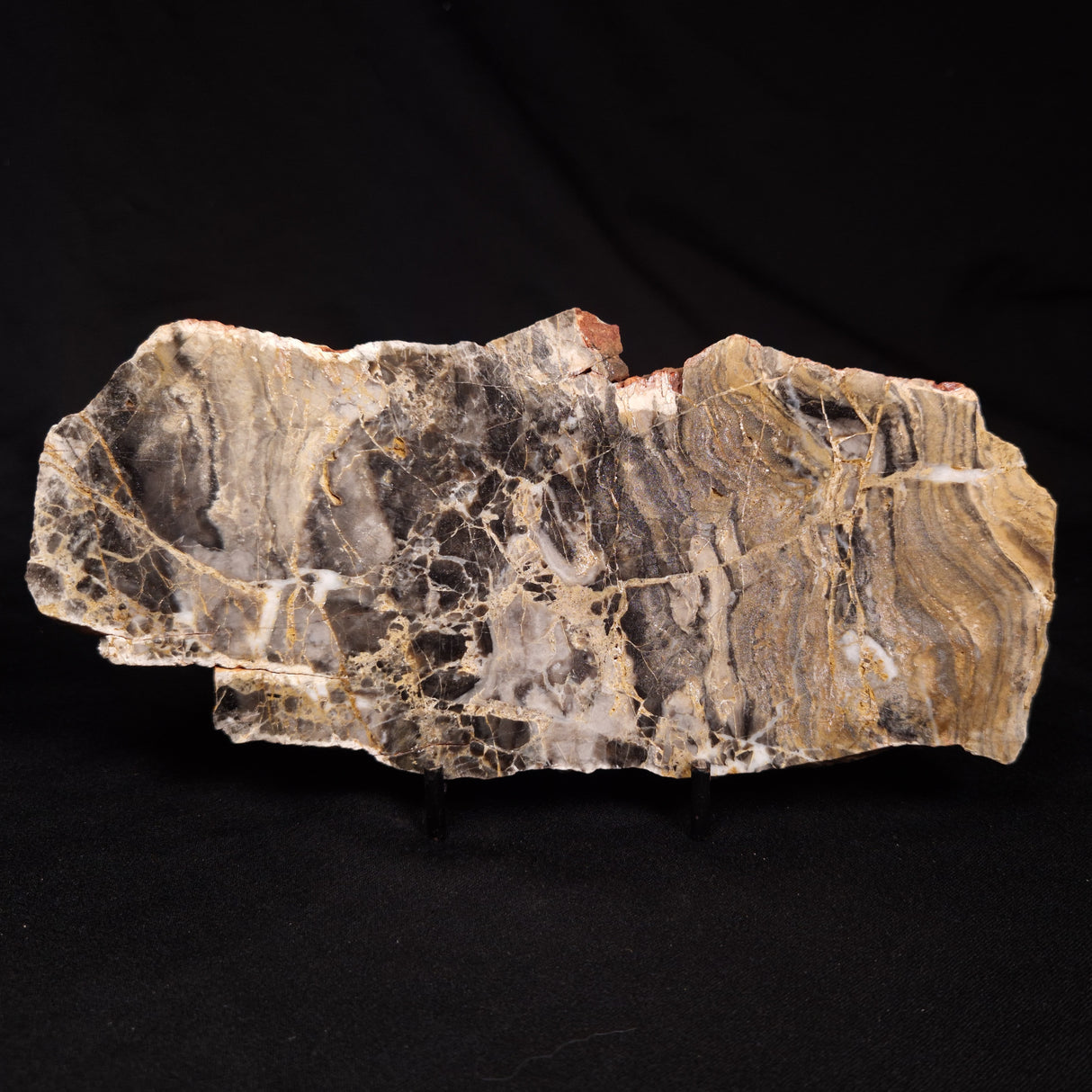 LINELLA AVIS STROMATOLITE, Neoproterozoic, Australia ZLA071