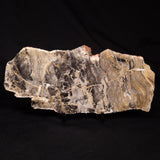 LINELLA AVIS STROMATOLITE, Neoproterozoic, Australia ZLA071