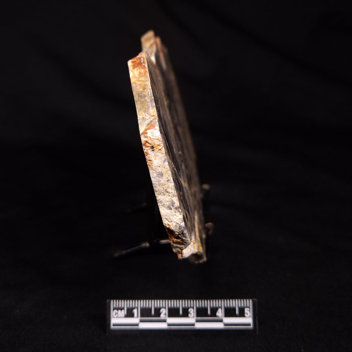 LINELLA AVIS STROMATOLITE, Neoproterozoic, Australia ZLA071