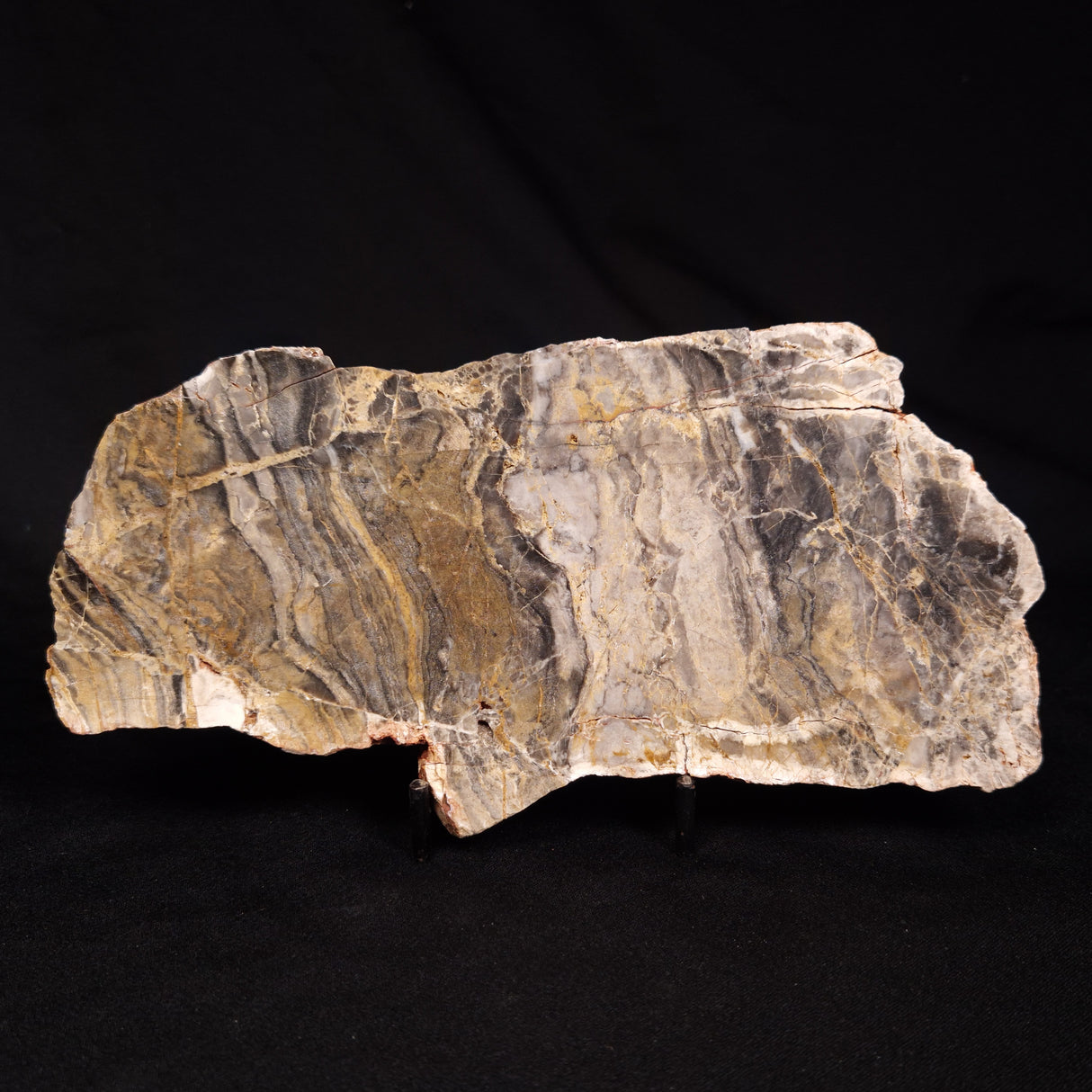 LINELLA AVIS STROMATOLITE, Neoproterozoic, Australia ZLA072