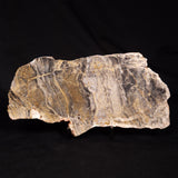 LINELLA AVIS STROMATOLITE, Neoproterozoic, Australia ZLA072