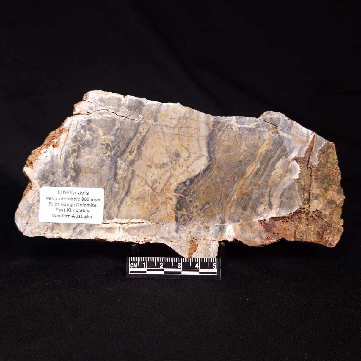 LINELLA AVIS STROMATOLITE, Neoproterozoic, Australia ZLA072