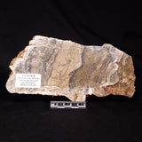 LINELLA AVIS STROMATOLITE, Neoproterozoic, Australia ZLA072