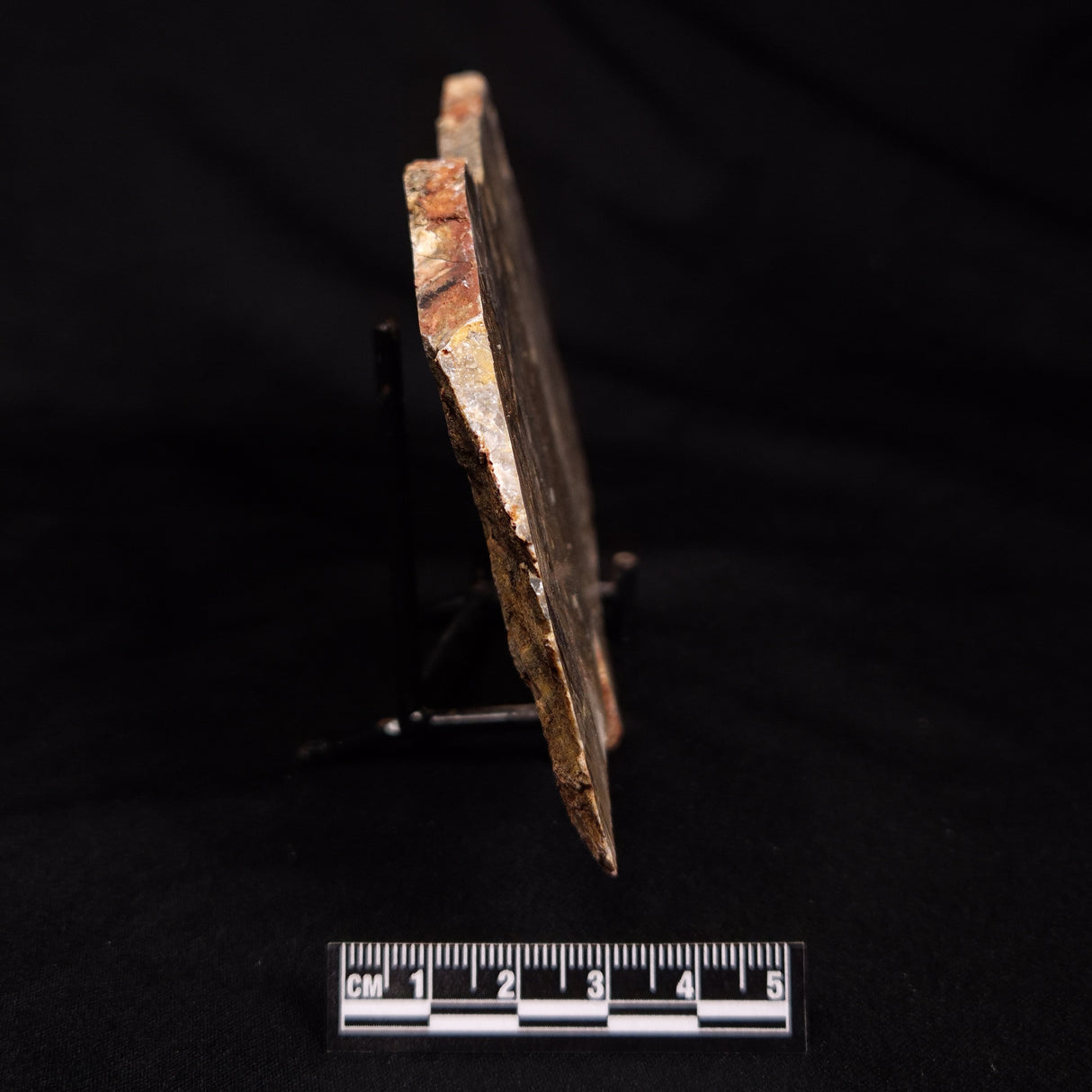 LINELLA AVIS STROMATOLITE, Neoproterozoic, Australia ZLA072