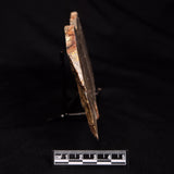 LINELLA AVIS STROMATOLITE, Neoproterozoic, Australia ZLA072
