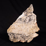 LINELLA AVIS STROMATOLITE, Neoproterozoic, Australia ZLA073