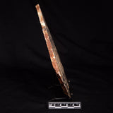 LINELLA AVIS STROMATOLITE, Neoproterozoic, Australia ZLA073