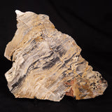 LINELLA AVIS STROMATOLITE, Neoproterozoic, Australia ZLA074
