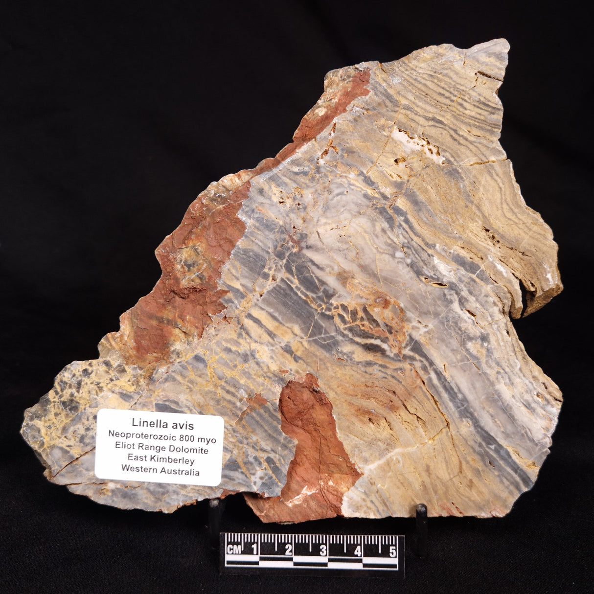 LINELLA AVIS STROMATOLITE, Neoproterozoic, Australia ZLA074