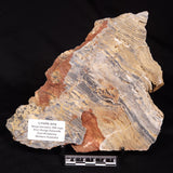 LINELLA AVIS STROMATOLITE, Neoproterozoic, Australia ZLA074