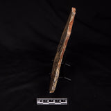 LINELLA AVIS STROMATOLITE, Neoproterozoic, Australia ZLA074