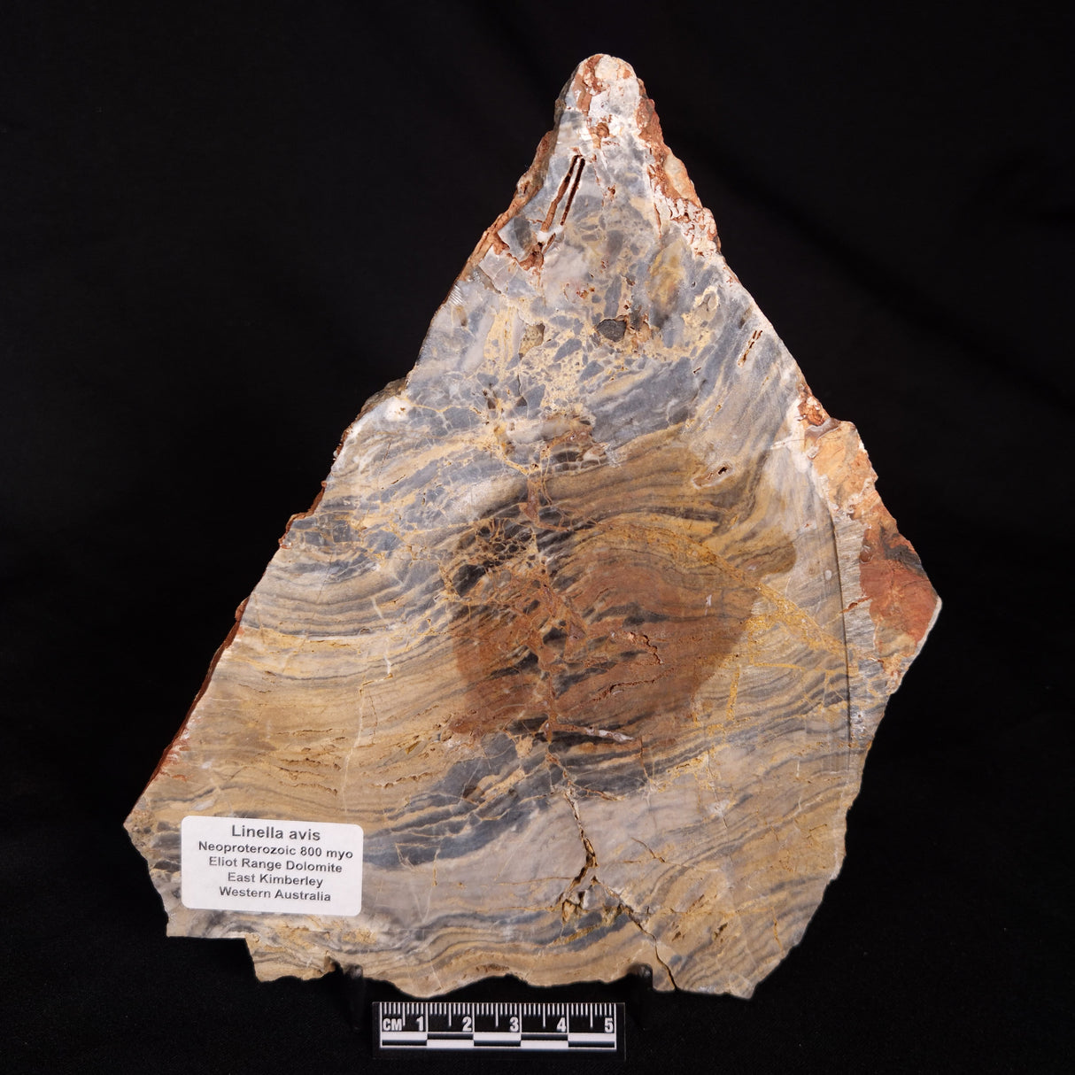 LINELLA AVIS STROMATOLITE, Neoproterozoic, Australia ZLA075