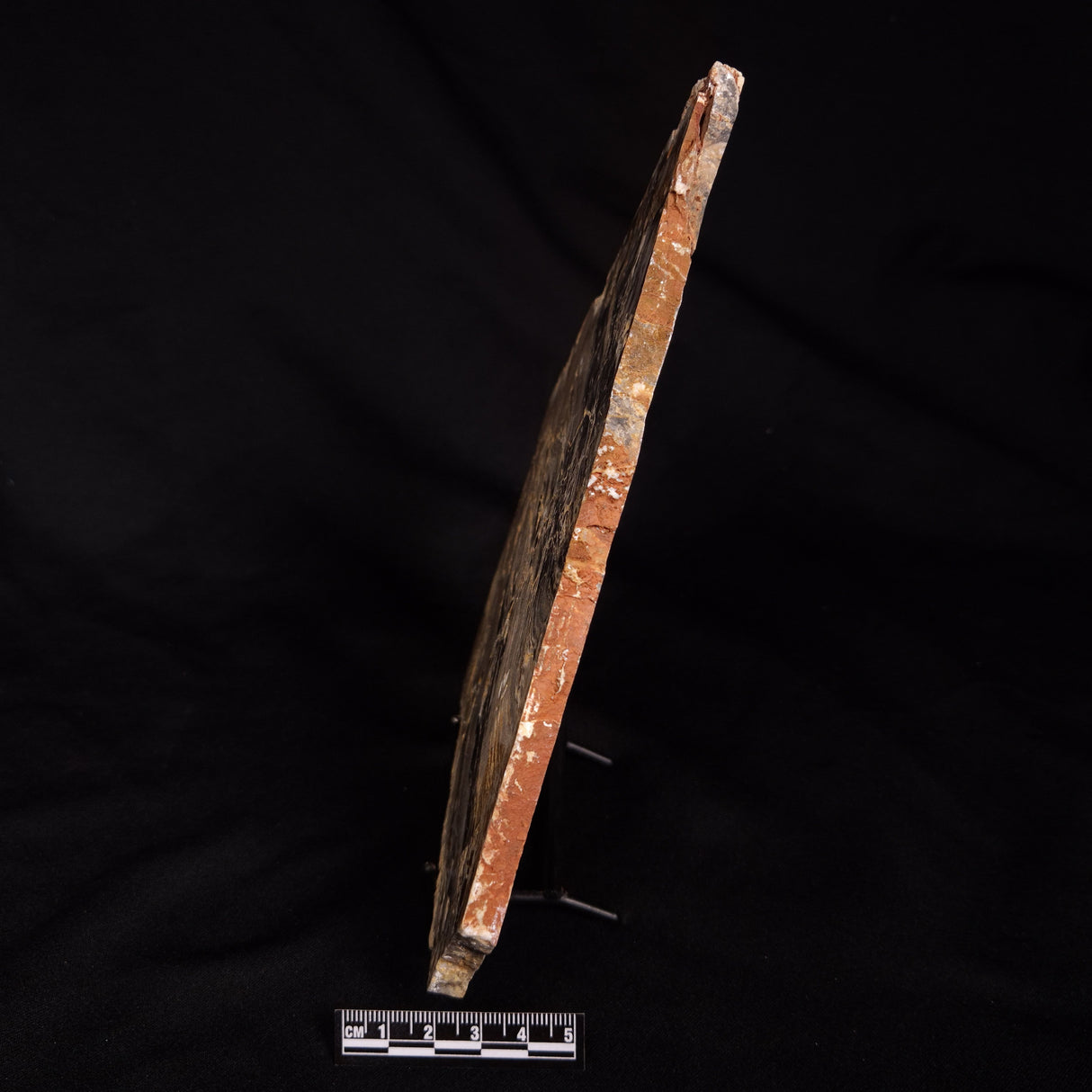LINELLA AVIS STROMATOLITE, Neoproterozoic, Australia ZLA075