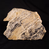LINELLA AVIS STROMATOLITE, Neoproterozoic, Australia ZLA076