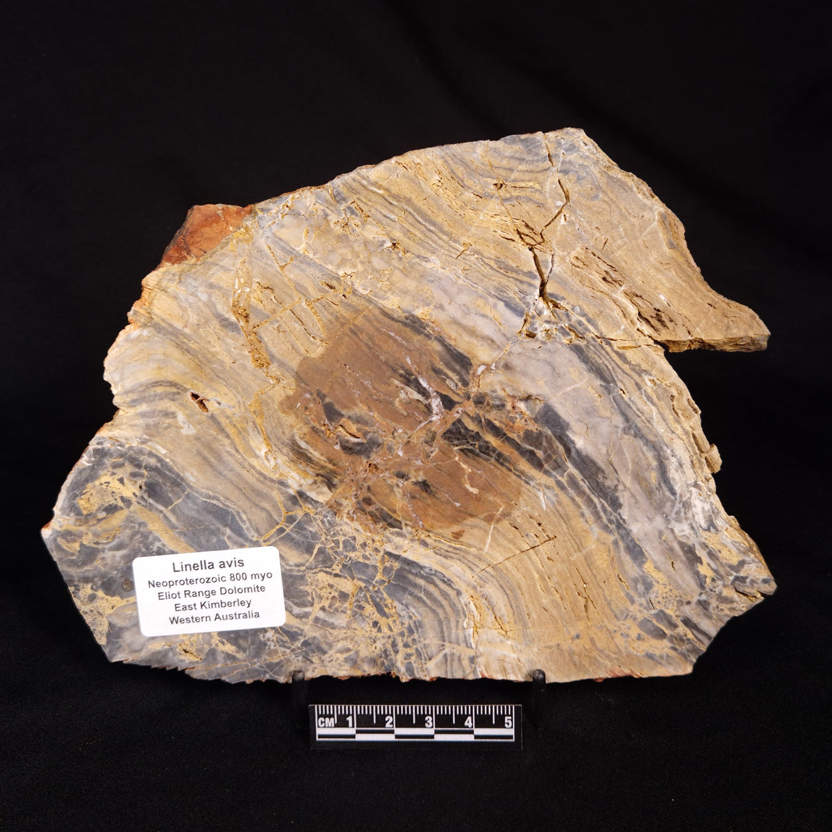 LINELLA AVIS STROMATOLITE, Neoproterozoic, Australia ZLA076